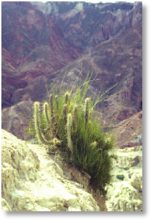 Oreocereus pseudofossulocactus - La Paz- Valle de la Luna